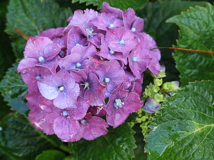 Hortensie, Blume, Nahansicht, Garten, Pflanze, Verletzlichkeit, Zerbrechlichkeit, Blütenblatt, Schönheit in der Natur, blühende Pflanze, Wachstum, Frische, Blatt, Pflanzenteil, pinke Farbe, Blütenstand, Blütenkopf, fallen, Natur, Wasser, keine Leute, draußen, lila, Frühling, Tau, Weichheit, Blumenstrauß, Regentropfen, Reinheit, 2K, CC0, gemeinfrei, lizenzfrei