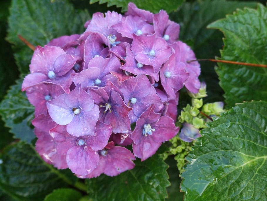 Hortensie, Blume, Nahansicht, Garten, Pflanze, Verletzlichkeit, Zerbrechlichkeit, Blütenblatt, Schönheit in der Natur, blühende Pflanze, Wachstum, Frische, Blatt, Pflanzenteil, pinke Farbe, Blütenstand, Blütenkopf, fallen, Natur, Wasser, keine Leute, draußen, lila, Frühling, Tau, Weichheit, Blumenstrauß, Regentropfen, Reinheit, 2K