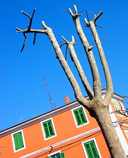 træ, forår, himmel, grene, bagagerum, hus, farve, farverig, lav vinkel visning, blå, skyfri himmel, ingen mennesker, dag, bygget struktur, bygning udvendig, natur, arkitektur, bygning, vindue, plante, træstamme, afdeling, sollys, udendørs, turkisfarvet, 4K, CC0, offentligt domæne, royaltyfrie