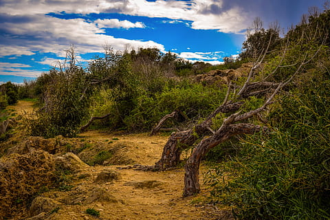 chemin, la nature, arbre, paysage, ciel, des nuages, nuageux, hiver, parc national, Ayia Napa, Chypre, plante, nuage - ciel, paysages - nature, tranquillité, beauté dans la nature, personne, environnement, scène tranquille, terre, scène non urbaine, en plein air, croissance, journée, éloigné, forêt, Destinations de voyage, semi-aride, 5K, CC0, domaine public, libre de droits