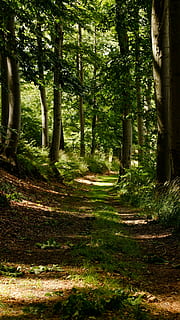 sti, træ, Skov, vandring, sollys, løv, sommer, Harzen, harz bjergene, natur, udendørs, Nationalpark, trekking, plante, vækst, jord, ro, træstamme, bagagerum, skønhed i naturen, dag, ingen mennesker, rolig scene, grøn farve, skygge, retning, scenics - natur, 5K, CC0, offentligt domæne, royaltyfrie