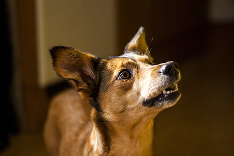 fechar-se, Visão, médio, bronzeado, cão, aprender, truques, Treinamento, híbrido, cachorro pequeno, Castanho, desperto, retrato, canino, um animal, temas animais, pets, mamífero, animais domésticos, doméstico, animal, olhando, dentro de casa, olhando para longe, focar em primeiro plano, ninguém, parte do corpo animal, cabeça de animal, olhando pra cima, cão de raça pura, pequeno, chihuahua - cão, contemplação, 4K, CC0, domínio público, royalty free