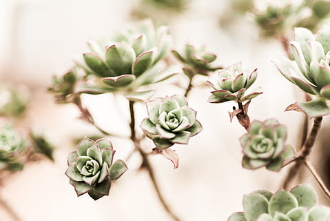 groene prins succulent, selectief, focusfoto, groen, doorbladerd, bloem plant, vetplanten, sappig, bloem, fabriek, detailopname, geen mensen, natuur, decoratie, Roos, blad, boeket, schoonheid in de natuur, groei, vetplant, groene kleur, focus op de voorgrond, versheid, bloeiende plant, dag, cactus, selectieve aandacht, kwetsbaarheid, deel van de plant, breekbaarheid, buitenshuis, bloemhoofd, 2K, CC0, publiek domein, royaltyvrij