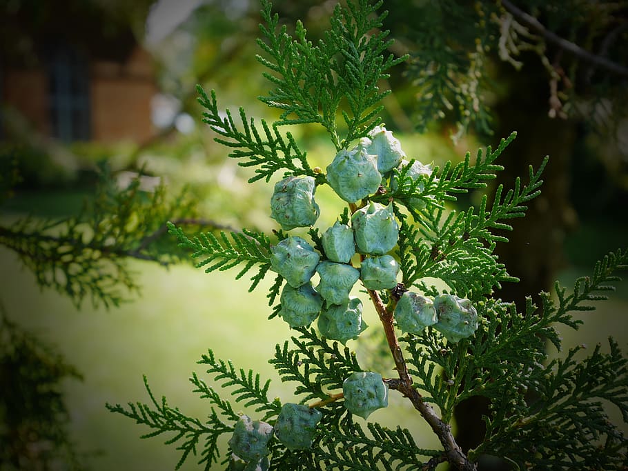 xiprer, fruita, verd, arbre, color verd, planta, creixement, cap gent, naturalesa, branca, dia, full, primer pla, centrar-se en primer pla, part de la planta, enfocament selectiu, bellesa a la natura, a l'aire lliure, arbre de coníferes, pi, menjar i beguda, Nadal, agulla - part de la planta, avet, 4K
