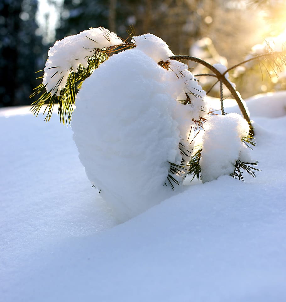 schließen, Schneefeld, Kiefer, Winter, Schnee, Winterwald, Landschaft, Natur, kalt, Frost, Winterlandschaft, Sibirien, Russland, draußen, Sonne, Foto, kalte Temperatur, weiße Farbe, Pflanze, Baum, Schönheit in der Natur, gefroren, keine Leute, Tag, Land, Nahansicht, Ruhe, Abdeckung, Feier, Ast, Fokus auf den Vordergrund, Nadelbaum, Weichheit, 4K