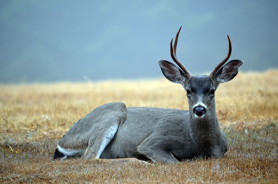 cérvol, dòlar, punter, vida salvatge, dos punteros, mamífer, masculí, naturalesa, salvatge, whitetail, animal, a l'aire lliure, cacera, camp, cornamenta, banyes, prestatge, joc, temporada, prat, alerta, animals a la natura, cornut, animals i mascotes, herba, animals salvatges, mamífers, mamífer empedrat, cap gent, fauna animal, un animal, mirant la càmera, temes d'animals, planta, relaxació, vertebrats, dia, retrat, descans, terra, herbívors, 4K