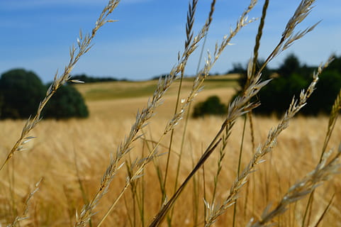 paisaje, marca, grano, agricultura, planta de cereal, cultivo, planta, campo, tierra, escena rural, crecimiento, granja, naturaleza, cielo, ambiente, centrarse en primer plano, nadie, de cerca, día, paisajes - naturaleza, trigo, belleza en la naturaleza, al aire libre, 5K, CC0, dominio público, libre de derechos