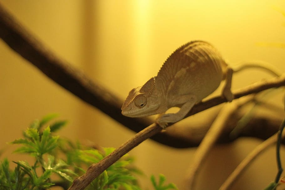 furcifer pardalis, Nærbillede fotografi kameleont, firben, gul, afdeling, Kvist, plante, et dyr, dyr, dyre temaer, dyreliv, krybdyr, dyr i naturen, hvirveldyr, tæt på, dyr kropsdel, ingen mennesker, slange, natur, fokus på forgrunden, dyr hoved, dyre skala, udendørs, selektiv fokusering, træ, giftig, dyr øje, 5K