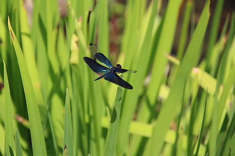 libellula, insetto, estate, fauna selvatica, temi animali, animali allo stato selvatico, un animale, animale, invertebrato, pianta, colore verde, crescita, avvicinamento, bellezza nella natura, natura, ala animale, giorno, nessuno, erba, concentrarsi sulle conoscenze acquisite, messa a fuoco selettiva, fiore, damselfly, filo d'erba, 5K, CC0, dominio pubblico, privo di copyright