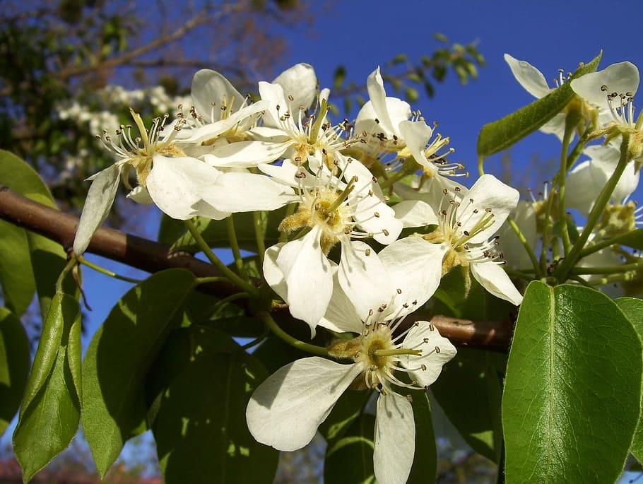 primavera, flors, menopausa, caure, naturalesa, blanc, arbre, estiu, Polònia, florir, els pètals, flors petites, fullatge, cel, planta amb flors, flor, planta, creixement, frescor, fragilitat, vulnerabilitat, pètal, bellesa a la natura, primer pla, cap de flor, Color blanc, inflorescència, full, part de la planta, pol·len, centrar-se en primer pla, cap gent, a l'aire lliure, 2K