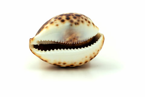 Weiß, braun, Muschel, Muschel, Strand, Sommer-, Marine, Schale, Strand, tropisch, Urlaub, Sand, Schaltier, Wasser-, nautisch, kleine Muschel, Küste, Herzmuschel, Souvenir, Krebs, Aquarium, Nahansicht, keine Leute, isoliert, weißer Hintergrund, Luxus, Studioaufnahme, Tag, Lebensmittel, Essen und Trinken, einzelnes Objekt, drinnen, ausgeschnitten, kopieren sie platz, Tierhülle, Stillleben, weiße Farbe, ein Tier, Tier, zwei Objekte, Tierwelt, Frische, Tierthemen, Versuchung, 2K, CC0, gemeinfrei, lizenzfrei