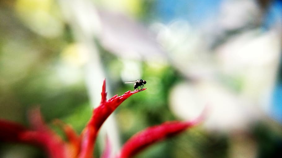 volar, insecte, macro, naturalesa, primer pla, animal, invertebrat, temes d'animals, vermell, un animal, fauna animal, animals a la natura, enfocament selectiu, cap gent, planta, part de la planta, full, part del cos dels animals, formiga, a l'aire lliure, dia, 2K