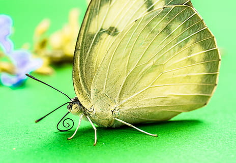 borboleta, inseto, borboleta, inseto, borboleta - inseto, natureza, animal, asa animal, macro, lepidópteros, fechar-se, verão, beleza na natureza, multi colorido, antena animal, animais selvagens, insetos, flor, cor verde, animais e animais de estimação, imagem colorida, um animal, temas animais, invertebrado, ninguém, parte da planta, animais em estado selvagem, folha, plantar, parte do corpo animal, 5K, CC0, domínio público, royalty free