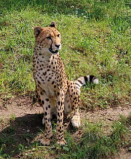 leopard, rovdyr, stor kat, kat, kat, vild kat, kat, pletter, Zoo, natur, dyreportræt, panthera pardus, sidder, Tiergarten, gepard, Afrika, dyreliv, safari dyr, undomesticated cat, dyr i naturen, dyr, pattedyr, savanne, feline, afrikanske cheetah, østafrika, vildmarksområde, kødædende, Kenya, tanzania, masai mara nationale reserve, safari, fik øje på, dyreliv reserve, truede arter, serengeti nationalpark, almindeligt, dyr jagt, udendørs, dyre temaer, et dyr, dag, hvirveldyr, græs, Mark, jord, plante, ingen mennesker, gruppe af dyr, dyre familie, 4K, CC0, offentligt domæne, royaltyfrie