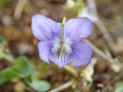 violet, flora, flower, spring, flowering plant, plant, freshness, vulnerability, beauty in nature, fragility, purple, close-up, growth, petal, inflorescence, flower head, nature, no people, day, focus on foreground, outdoors, selective focus, springtime, pollen, softness, 4K, CC0, public domain, royalty free
