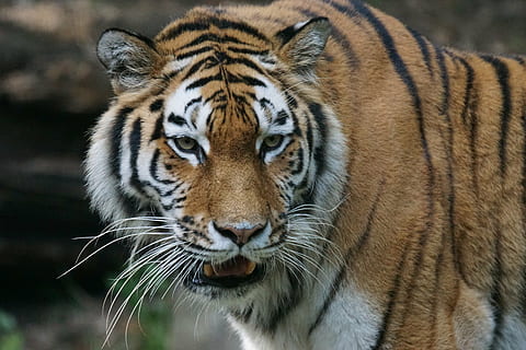 foto ravvicinata, tigre del Bengala, tigre, Amurtiger, predatore, gatto, carnivori, siberiano, pericoloso, orologio, zoo, fotografia naturalistica, ritratto, un animale, fauna selvatica, animali allo stato selvatico, animale, guardando la fotocamera, giorno, all'aperto, temi animali, felino, mammifero, grande gatto, parte del corpo animale, a strisce, testa di animale, avvicinamento, nessuno, caccia agli animali, parte del corpo, aggressione, baffo, occhio animale, gatto non addomesticato, 5K, CC0, dominio pubblico, privo di copyright