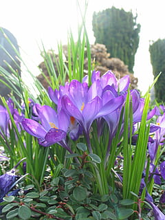 safrà, porpra, primavera, despertar de primavera, precursor de la primavera, naturalesa, planta amb flors, flor, planta, creixement, frescor, bellesa a la natura, vulnerabilitat, fragilitat, pètal, primer pla, cap de flor, inflorescència, color verd, part de la planta, dia, full, cap gent, terra, iris, llit de flors, 1080P, CC0, domini públic, lliure de regalies