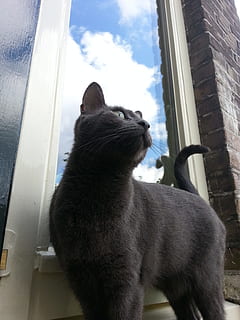 gatto, blu russo, nuvole, finestra, rombo, astutamente, aria, surreale, blu, vista, un animale, mammifero, animali domestici, temi animali, animale, domestico, vertebrato, gatto domestico, felino, analizzare, cercare, guardare, giorno, vetro - materiale, trasparente, nessuno, guardando attraverso la finestra, in casa, seduta, baffo, testa di animale, 2K, CC0, dominio pubblico, privo di copyright