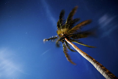 baix, fotografia d'angle, arbre de coco, arbres, coco, naturalesa, núvols, cel, mar, platja, oceà, aigua, viatjar, aventura, fruita, blau, un animal, invertebrat, temes d'animals, fauna animal, animal, animals a la natura, insecte, cap gent, primer pla, estrella - espai, artròpode, aràcnids, bellesa a la natura, part del cos dels animals, a l'aire lliure, espai, planta, 5K, CC0, domini públic, lliure de regalies