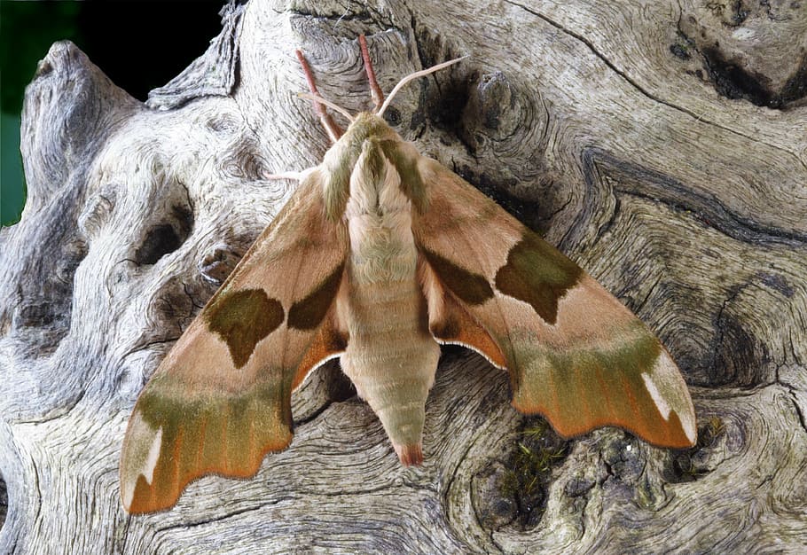 falena, macro, lepidotteri, Britannico, natura, insetto, Ali, avvicinamento, nessuno, tronco d'albero, legno - materiale, un animale, fauna selvatica, all'aperto, temi animali, animali allo stato selvatico, albero, strutturato, giorno, pianta, tronco, parte vegetale, modello, foglia, bellezza nella natura, modello naturale, asciutto, vista dall'alto, crescita, creatività, abbaiare, 4K