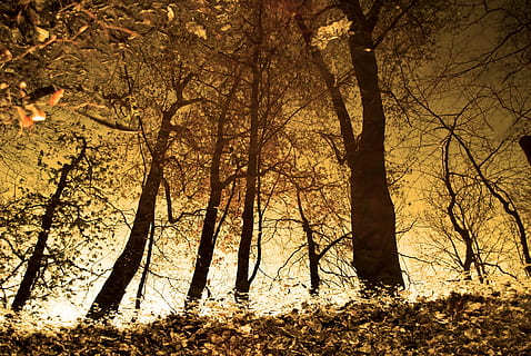 pintura d’arbres, bosc, reflexió del bosc, arbres, fulles, tardor, humor de tardor, estètic, surt a la tardor, branques, arbre, planta, terra, tronc, tronc de l'arbre, naturalesa, tranquil·litat, cap gent, bellesa a la natura, creixement, silueta, branca, a l'aire lliure, escenics - natura, llum solar, vista d’angle baix, escena tranquil·la, canvi, 4K, CC0, domini públic, lliure de regalies