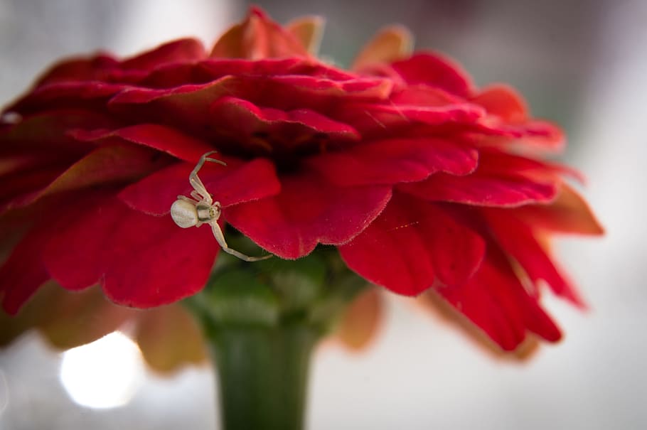 rosso, fiore, bianca, ragno, dettaglio, macro, natura, pianta fiorita, pianta, avvicinamento, freschezza, bellezza nella natura, fragilità, petalo, vulnerabilità, testa di fiore, rosa, concentrarsi sulle conoscenze acquisite, nessuno, infiorescenza, messa a fuoco selettiva, in casa, un mazzo di fiori, morbidezza, composizione floreale, mazzo, 4K