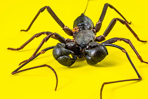 insecte, insecte desconegut, tancar, aranya, animal, aràcnids, naturalesa, fantasmal, vida salvatge, primer pla, carnívor, invertebrat, temes d'animals, fauna animal, un animal, animals a la natura, groc, artròpode, zoologia, cap gent, cames d’animal, part del cos dels animals, color negre, a l'aire lliure, antena animal, ull d’animals, 5K, CC0, domini públic, lliure de regalies