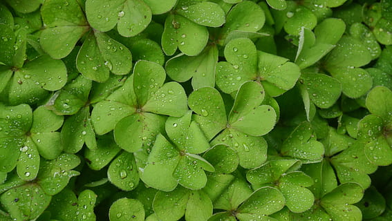 Grass, Dew, Roadside, leaf, green leaf, nature, green Color, plant, freshness, close-up, macro, backgrounds, water, drop, wet, rain, raindrop, summer, food and drink, healthy eating, vegetable, full frame, plant part, growth, beauty in nature, no people, day, leaves, rainy season, clover, 2K, CC0, public domain, royalty free