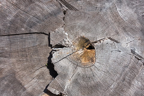 Baum, Baumgitter, Asche, Korn, Holz, Struktur, Natur, Jahresringe, braun, verwittert, abgesägt, Baumstumpf, geknackt, hundertjährig, Wald, Fonds, Hintergrund, Holz - Material, Hintergründe, Bauholz, texturiert, alt, Muster, Brett, Material, Nahansicht, Log, Rau, Vollbild, Borke, Baumring, keine Leute, Baumstamm, Tag, Kofferraum, natürliches Muster, draußen, Holzmaserung, konzentrisch, Struktureffekt, 5K, CC0, gemeinfrei, lizenzfrei