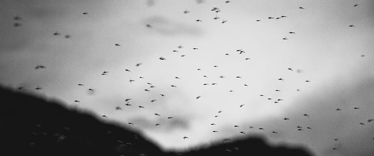 wasps flying, birds, sky, flying, bugs, insects, drop, window, no people, indoors, full frame, backgrounds, close-up, day, nature, animals in the wild, animal themes, animal wildlife, animal, bird, vertebrate, large group of animals, flock of birds, group of animals, low angle view, mid-air, motion, outdoors, abundance, silhouette, textured effect, 1080P, CC0, public domain, royalty free