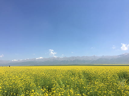 kilde, voldtekt, Xuefeng, skjønnhet i naturen, gul, landskap, naturskjønnhet - natur, rolig scene, blomst, miljø, anlegg, ro, land, himmel, blomstrende plante, vekst, fjell, felt, raps, natur, landlige scene, jordbruk, idylliske, ingen folk, fjellkjede, våren, utendørs, 4K, CC0, offentlig domene, opphavsrett gratis