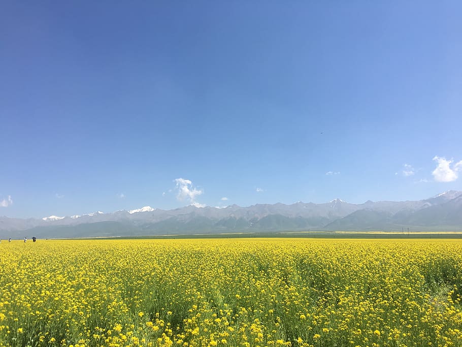 kilde, voldtage, Xuefeng, skønhed i naturen, gul, landskab, scenics - natur, rolig scene, blomst, miljø, plante, ro, jord, himmel, blomstrende plante, vækst, bjerg, Mark, raps, natur, landlige scene, landbrug, idyllisk, ingen mennesker, bjergkæde, forår, udendørs, 4K