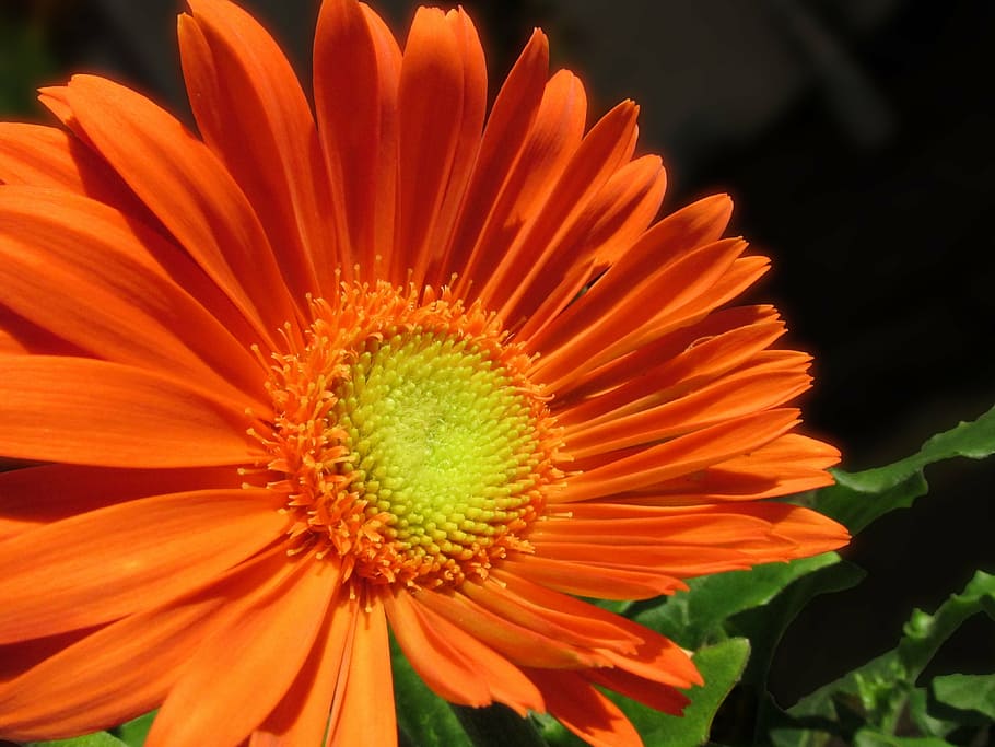 Jeruk, bunga aster, gerbera, musim panas, bunga, daun bunga, kuning, bersemangat, berkembang, alam, taman, tanaman berbunga, kepala bunga, hal berkembang, pertumbuhan, keindahan di alam, kerapuhan, kesegaran, kerentanan, menanam, merapatkan, warna oranye, serbuk sari, tidak ada orang, fokus pada latar depan, di luar rumah, hari, 4K