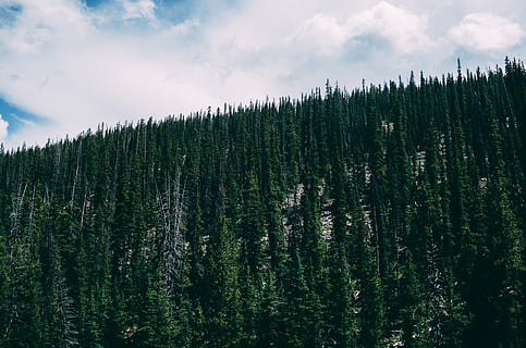 Wald, Uinta Berge, grüne Kiefern, Wolke, Steigung, Herr, Kiefer, immergrün, Baum, Landschaft, Natur, Baumkrone, blauer Himmel, Horizont, draussen, Pflanze, Himmel, Schönheit in der Natur, Land, wolke - himmel, Szenen - Natur, Wachstum, Nicht-städtische Szene, ruhige Szene, grüne Farbe, keine Leute, Kiefernwald, Nadelbaum, Ruhe, Berg, draußen, immergrüner Baum, 4K, CC0, gemeinfrei, lizenzfrei