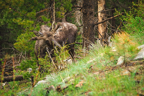 grau, Hirsch, Stehen, neben, Baum, Gras, tagsüber, Natur, Tier, Wald, Säugetier, Tierwelt, Tiere in freier Wildbahn, draußen, Tiere und Haustiere, ein Tier, keine Leute, Tag, Tierthemen, Pflanze, Land, Wirbeltier, Feld, Haustiere, Bär, selektiver Fokus, 5K, CC0, gemeinfrei, lizenzfrei