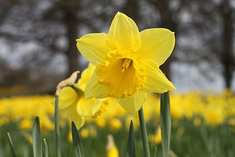 narcís, florir, Pasqua, flor, narcisos, flors grogues, groc, fragilitat, pètal, naturalesa, planta amb flors, planta, bellesa a la natura, frescor, vulnerabilitat, creixement, camp, primer pla, inflorescència, cap de flor, centrar-se en primer pla, terra, dia, primavera, cap gent, a l'aire lliure, 4K, CC0, domini públic, lliure de regalies