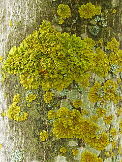 korstmos, mos, romp, vochtigheid, geel, fabriek, getextureerde, groei, blad, groene kleur, geen mensen, dag, natuur, volledig kader, achtergronden, schoonheid in de natuur, detailopname, buitenshuis, boom, deel van de plant, muur - bouwfunctie, versheid, getextureerd effect, 4K, CC0, publiek domein, royaltyvrij