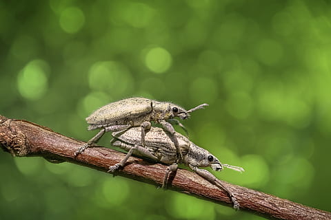two brown beetles, bug, insect, animal, macro, nature, magnification, wildlife, colors, animal themes, animal wildlife, one animal, animals in the wild, invertebrate, close-up, focus on foreground, green color, no people, day, plant, selective focus, outdoors, tree, plant part, zoology, wood - material, 5K, CC0, public domain, royalty free