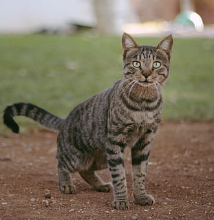 gat, cakir, mamífer, felí, un animal, nacional, mirant la càmera, mascotes, animals domèstics, retrat, gat domèstic, cap gent, centrar-se en primer pla, vertebrats, dia, bigotis, camp, terra, tabby, ull d’animals, 1080P, CC0, domini públic, lliure de regalies