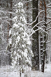 zimowy, las, śnieg, sosna, drzewa, Natura, zimowy las, drzewo, śnieżna zima natura, zimno, piękny, krajobraz, mróz, zimna temperatura, roślina, dzień, żadnych ludzi, wylądować, mrożony, biały kolor, piękno natury, Oddział, spokój, scenics - natura, na dworze, scena pozamiejska, drzewo iglaste, jodła, ekstremalna pogoda, burza śnieżna, 1080P, CC0, domena publiczna, darmowe zdjęcia