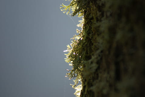 Moos, Natur, Baum, Log, Flechte, weben, Elch, Grün, Wald, schließen, Baumstamm, Kiefer, Tag, Wachstum, Pflanze, keine Leute, Kofferraum, draußen, selektiver Fokus, Himmel, Nahansicht, Schönheit in der Natur, Flachwinkelansicht, kopieren sie platz, Ruhe, Umgebung, Land, konzentrieren sie sich auf den hintergrund, klarer Himmel, direkt darunter, 4K, CC0, gemeinfrei, lizenzfrei