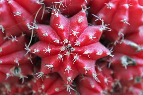 red, cactus, geometry, ripe, freshness, fruit, food, close-up, organic, nature, healthy eating, food and drink, full frame, wellbeing, no people, backgrounds, selective focus, seed, plant, succulent plant, large group of objects, growth, beauty in nature, still life, 5K, CC0, public domain, royalty free