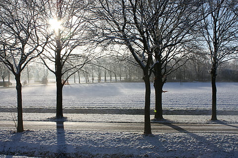 vinter, snø, trær, sol, vann, kaldtemperatur, bare tre, skjønnhet i naturen, tre, ro, natur, naturskjønnhet - natur, rolig scene, ingen folk, anlegg, innsjø, himmel, sollys, tåke, dag, utendørs, 4K, CC0, offentlig domene, opphavsrett gratis