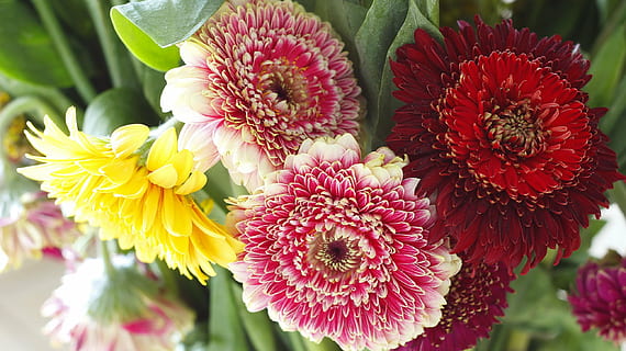 deletado, errado, porcaria, planta com flores, flor, fragilidade, frescura, vulnerabilidade, plantar, beleza na natureza, fechar-se, pétala, cabeça de flor, inflorescência, crescimento, cor rosa, focar em primeiro plano, natureza, ninguém, dia, vermelho, parte da planta, folha, ao ar livre, primavera, arranjo de flores, Ramo de flores, ramalhete, 2K, CC0, domínio público, royalty free