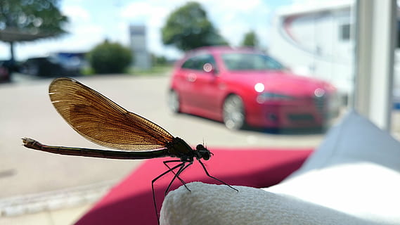 macro, libellula, vicino, invertebrato, insetto, modo di trasporto, veicolo a motore, mezzi di trasporto, auto, temi animali, animale, un animale, fauna selvatica, avvicinamento, ala animale, giorno, animali allo stato selvatico, natura, concentrarsi sulle conoscenze acquisite, veicolo terrestre, all'aperto, parte del corpo umano, farfalla - insetto, 4K, CC0, dominio pubblico, privo di copyright