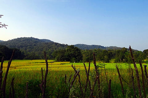camps d’arròs, arròs, camps, camp, rural, agricultura, paisatge, tropical, terres de cultiu, Western Ghats, muntanyes, boscos, verd, cel, blau, de fulla perenne, uttar kannada, karnataka, Índia, planta, creixement, terra, escenics - natura, tranquil·litat, bellesa a la natura, escena tranquil·la, escena rural, cultiu, granja, medi ambient, naturalesa, color verd, arbre, cap gent, cel clar, a l'aire lliure, plantació, elaboració de vins, 4K, CC0, domini públic, lliure de regalies