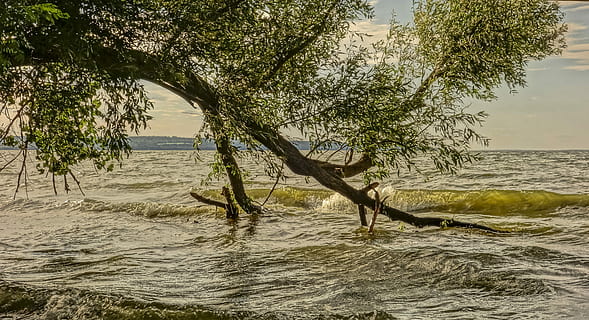 Wave, Willow, Tree, Fell, willow, tree, nature, no people, outdoors, day, water, plant, beauty in nature, sea, tranquility, scenics - nature, sky, tranquil scene, waterfront, land, beach, branch, growth, trunk, 5K, CC0, public domain, royalty free