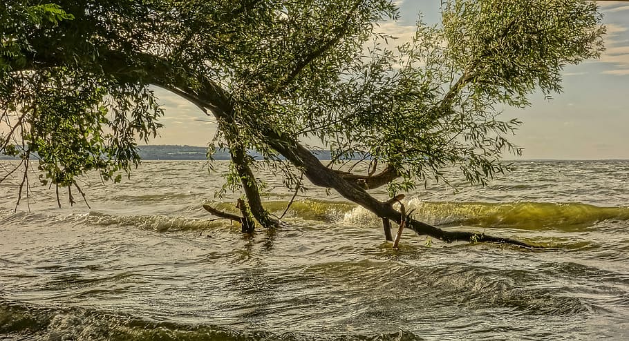 Welle, Weidenbaum, fiel, Weide, Baum, Natur, keine Leute, draußen, Tag, Wasser, Pflanze, Schönheit in der Natur, Meer, Ruhe, Szenen - Natur, Himmel, ruhige Szene, Ufergegend, Land, Strand, Ast, Wachstum, Kofferraum, 5K