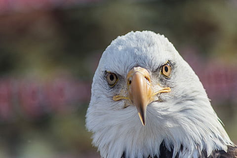 Calvo, aquila, giorno, aquila calva americana, uccello, becco, occhio, ritratto, animale, temi animali, vertebrato, un animale, uccello rapace, parte del corpo animale, animali allo stato selvatico, fauna selvatica, avvicinamento, concentrarsi sulle conoscenze acquisite, aquila calva, guardando la fotocamera, testa di animale, natura, aquila - uccello, nessuno, occhio animale, falco - uccello, 5K, CC0, dominio pubblico, privo di copyright