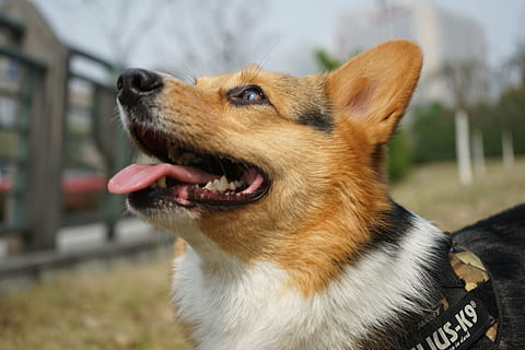 zwierzęta domowe, corgi, samowyzwalacz, pies, tematy zwierzęce, jedno zwierzę, skupić się na pierwszym planie, Owczarek niemiecki, dzień, ssak, żadnych ludzi, krajowy, zwierzę, psi, zbliżenie, otwarta buzia, część ciała zwierzęcia, usta, dysząc, patrząc, głowa zwierzęcia, kręgowiec, język zwierzęcy, zęby zwierzęce, widok profilu, zwierzęce usta, wąsy, 5K, CC0, domena publiczna, darmowe zdjęcia